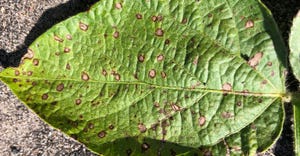 frogeye leaf spot on soybean leaf
