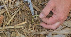 hand holding knife inspecting soybean seedling