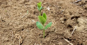 A young soybean plant sprouting from the ground