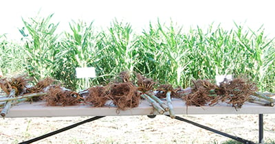 Corn rootworm control recommendations