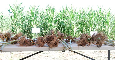Corn Rootworm Protection Corn rootworm control recommendations
