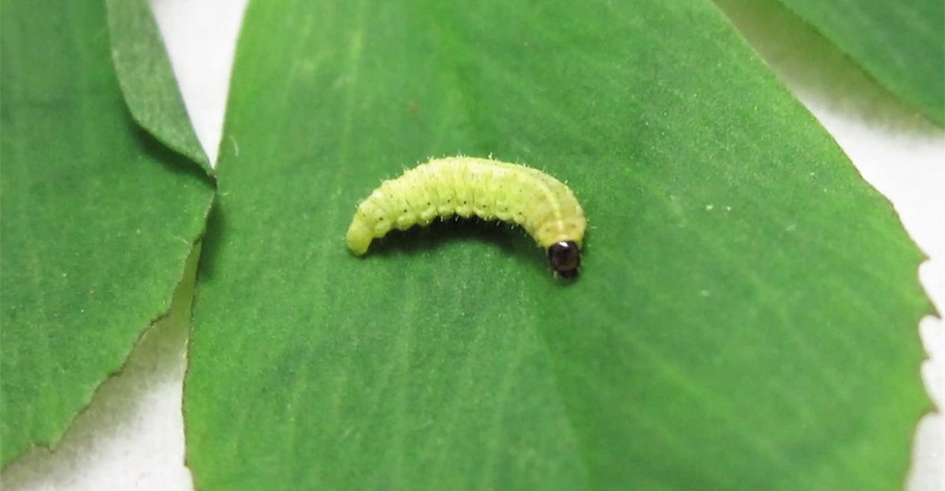 Alfalfa weevil pest sitting on a leaf