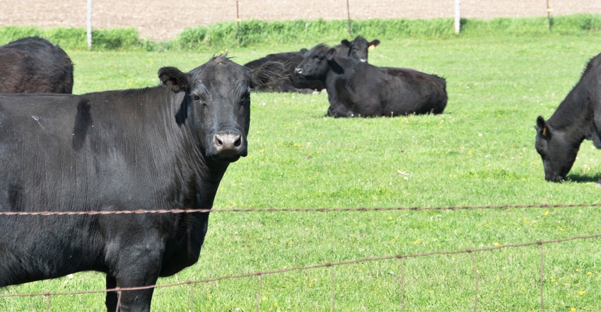 black beef cattle in green field