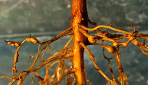 Cotton roots infected with root-knot nematodes