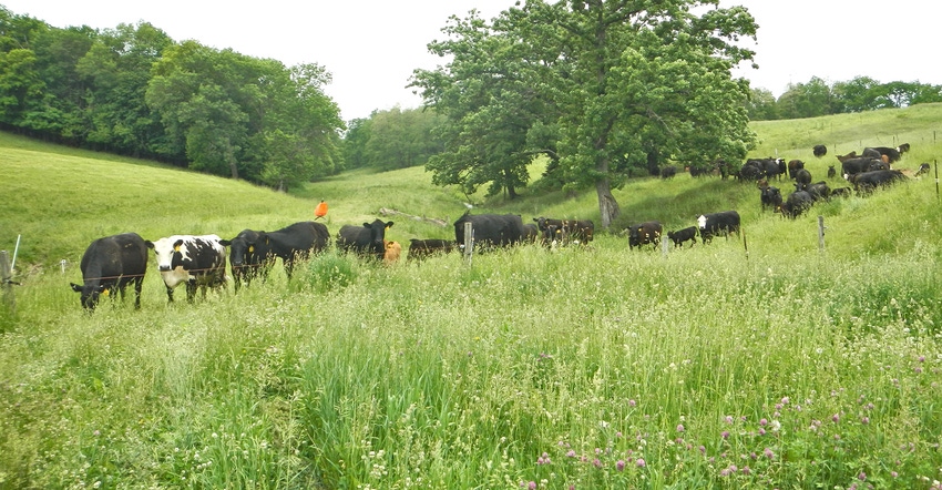 cattle grazing in green pasture