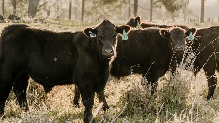 GPS tags offer a low-cost option for cattle tech