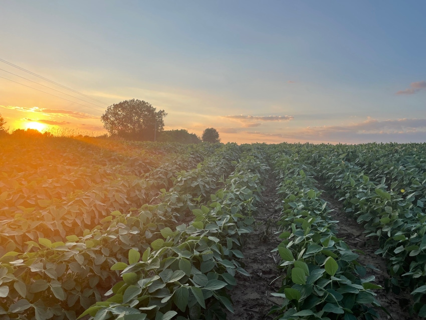 soybean-sunset-2-jen-koukol.jpg