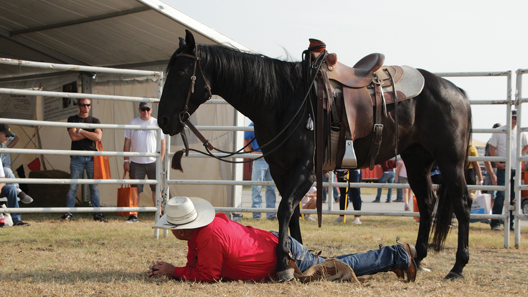 A horse so gentle you can crawl under it