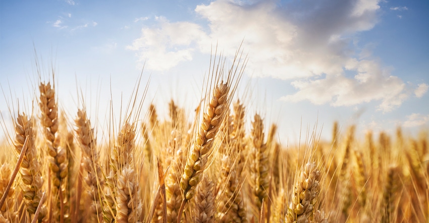 Wheat field