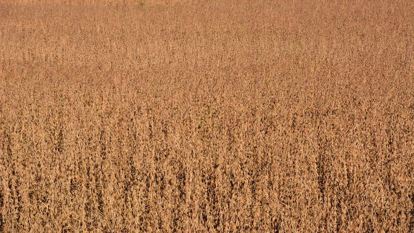 Soybean field ready for harvest