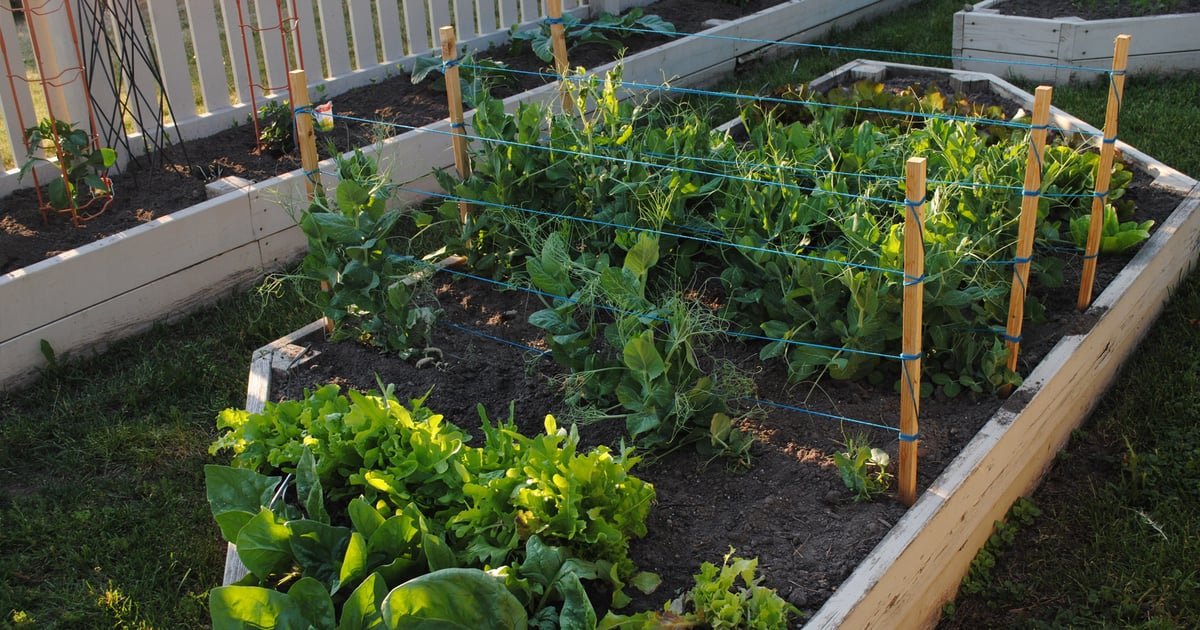 Pandemic boosts popularity of gardening