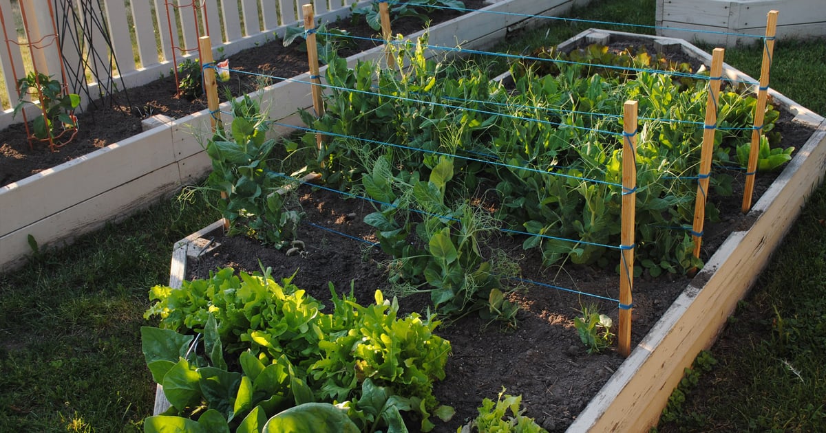 Pandemic boosts popularity of gardening
