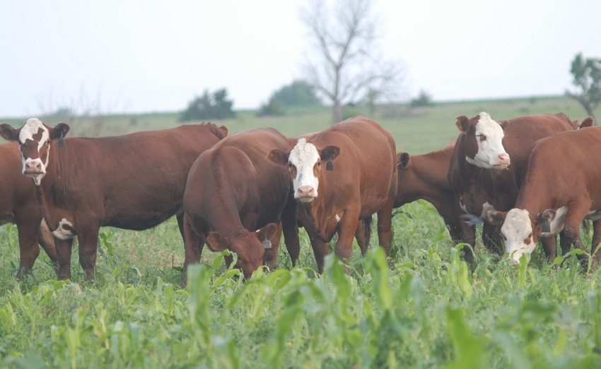 Cattle waiting on pasture