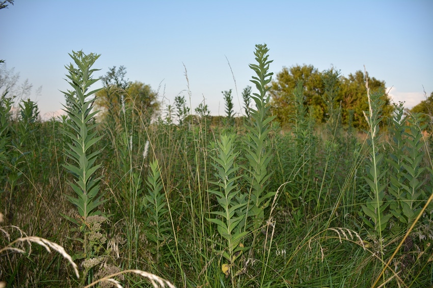 Ironweeds in pasture