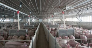 hogs inside barn in pen