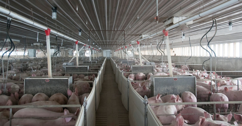 hogs inside barn in pen hogs inside barn in pen