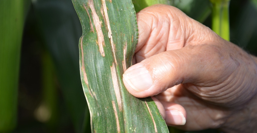 hand holding corn leaf with signs of gray leaf spot
