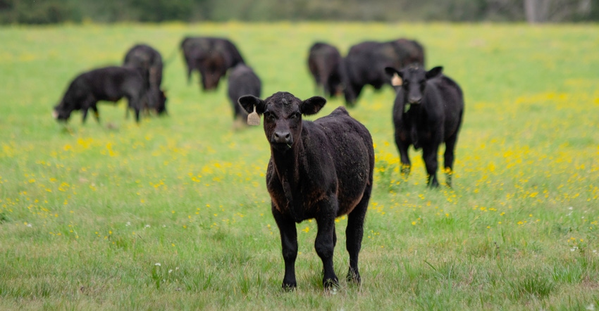 Angus calf in field with other cattle