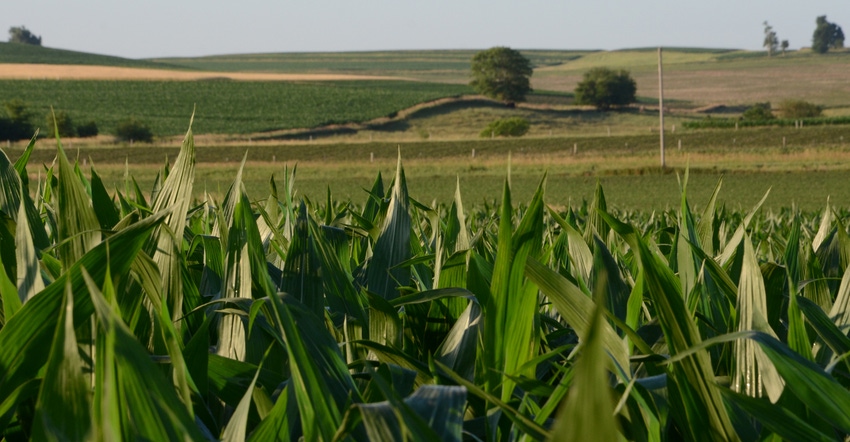 Corn fields