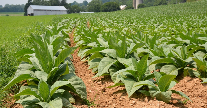 tobacco plants