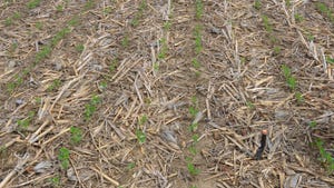  Soybean rows sprouting in the field