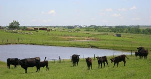 Cattle in field with pond in background