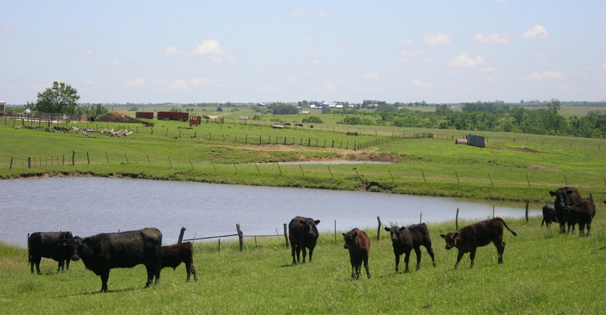 Cattle in field with pond in background