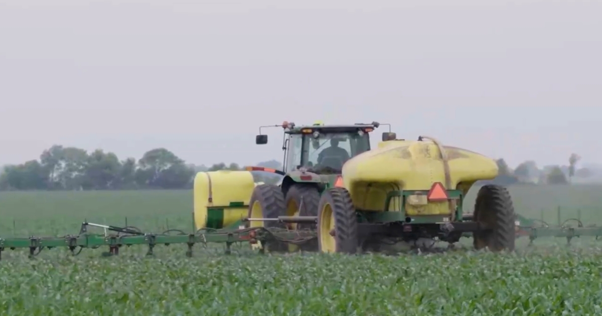 El manejo eficiente del nitrógeno potencia la genética del maíz y mejora el rendimiento.