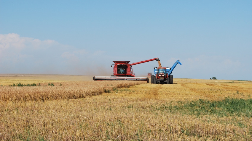 Combine harvesting wheat in field
