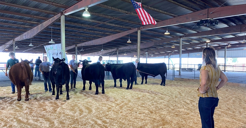 Livestock being shown at county fair