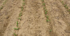 Young corn plants sprouting in rows