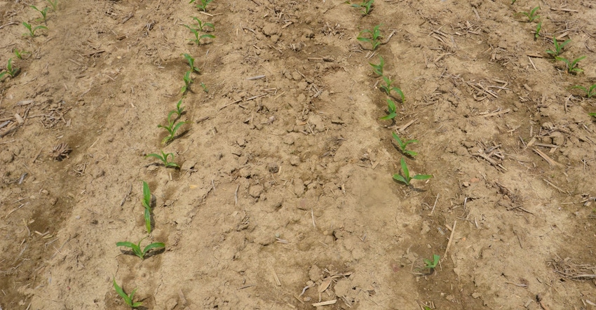 Young corn plants sprouting in rows