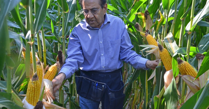 Dave Nanda examining ears of corn