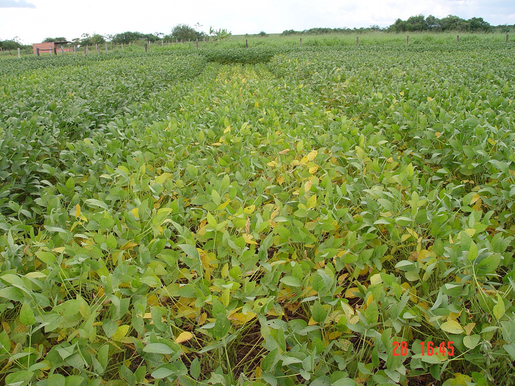 soybean field with plants showing classic symptoms of sulfur deficiency