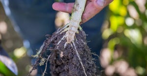 Severe root pruning by corn rootworm larvae 
