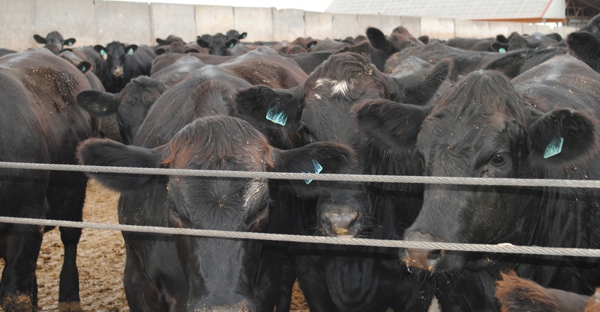 cattle in pen