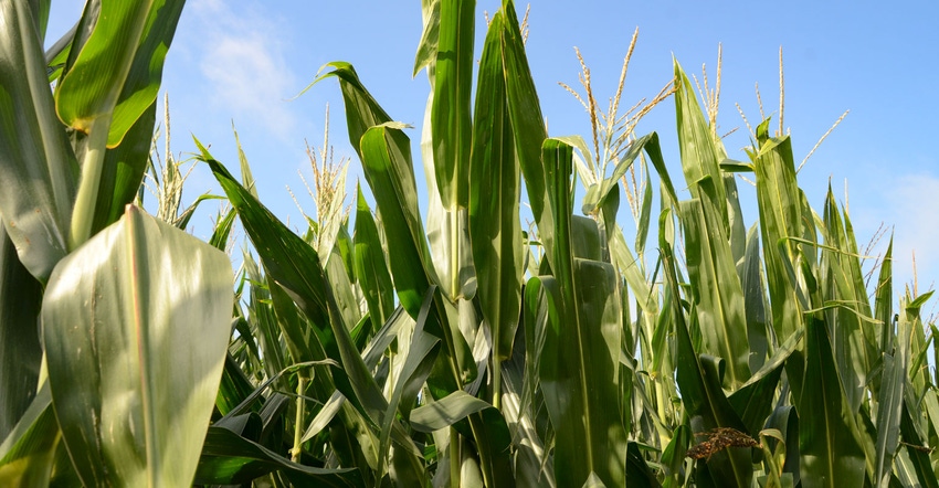 Close up of corn plants in field