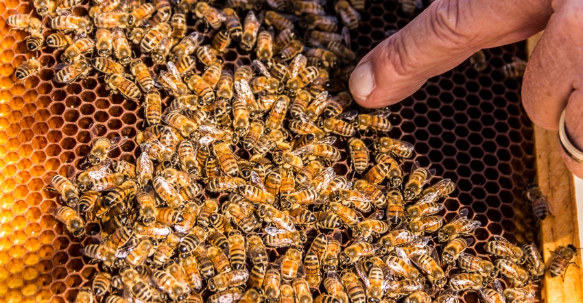 wfp-todd-fitchette-honeybees-15.jpg