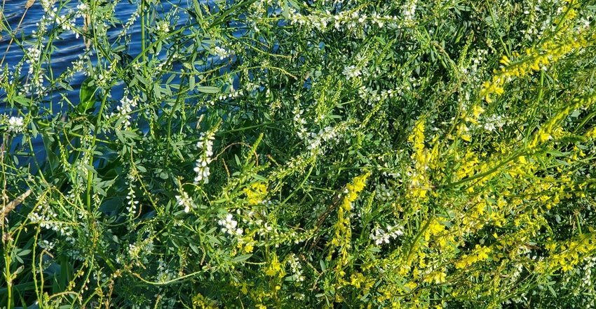 White and yellow plant blossoms in a forage