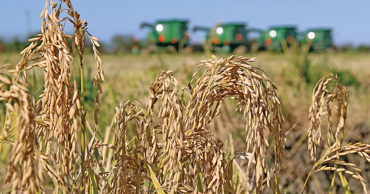 7 factors affecting the rice market