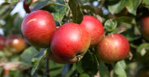 apples in tree