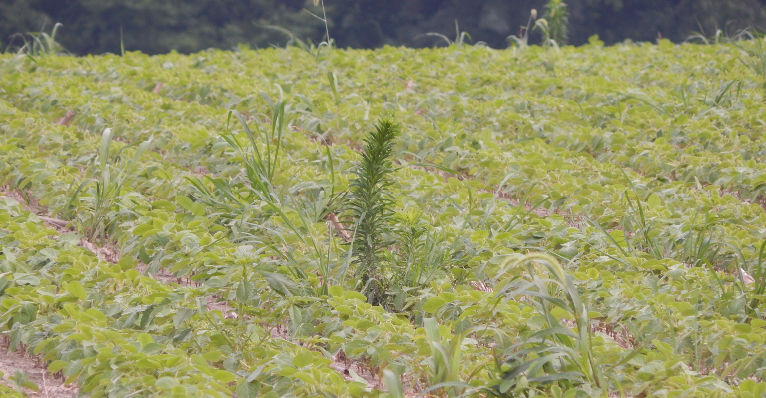 How to use adjuvants with herbicides in cold weather