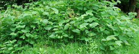 study_herbicides_benefit_corn_soybean_growers_tune_43_billion_annually_1_635979561015029396.jpg