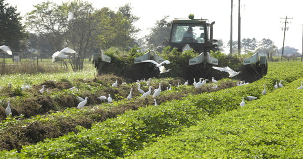 Storm threat complicates peanut digging decisions
