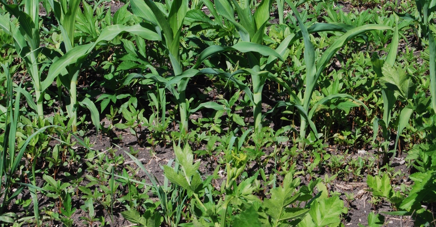 herbicide-resistant weeds