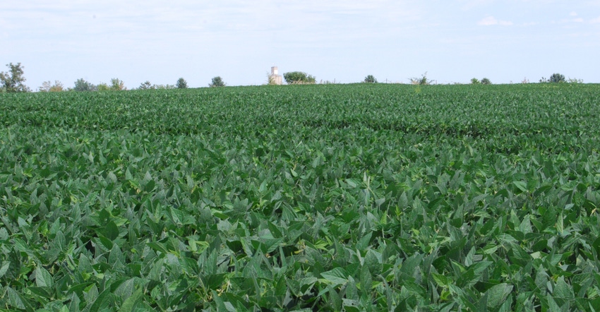 Soybean field