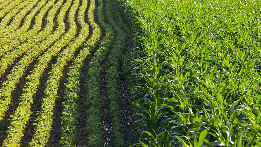 field of corn next to field of soybeans