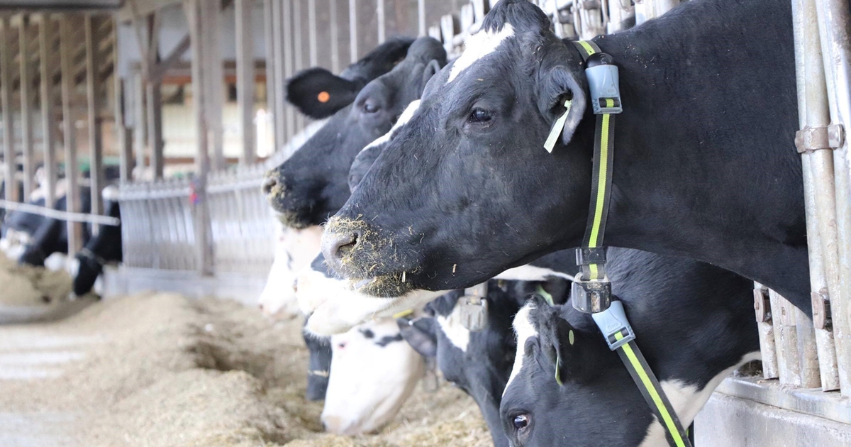 12 criteria to measure dairy farm success