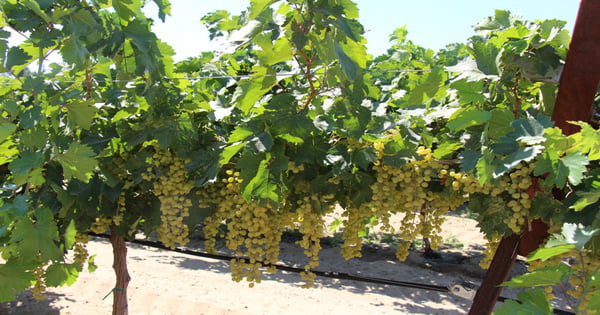 Following bloom, water for irrigation remains a big concern for raisin ...