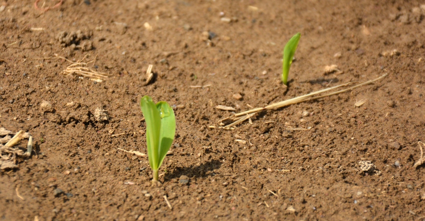 young corn plants emerging from the dirt